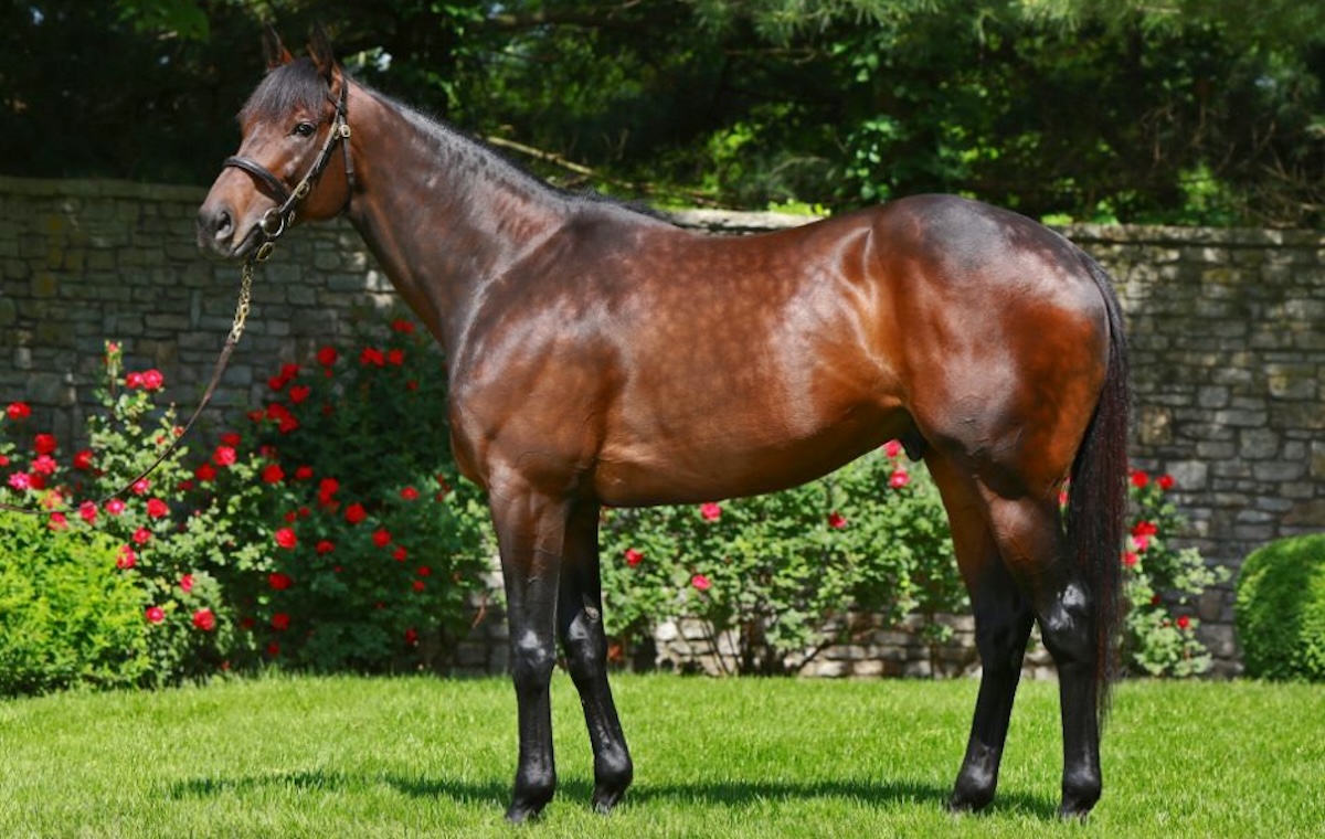 Uncle Mo: Ashford stallion has been put down aged 16. Photo: Coolmore America