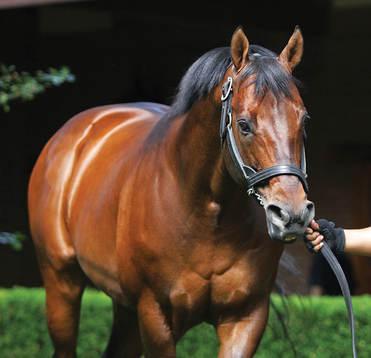 With sons like Gun Runner and Shared Belief, Candy Ride has made a stellar stallion. (Barbara Livingston photo)