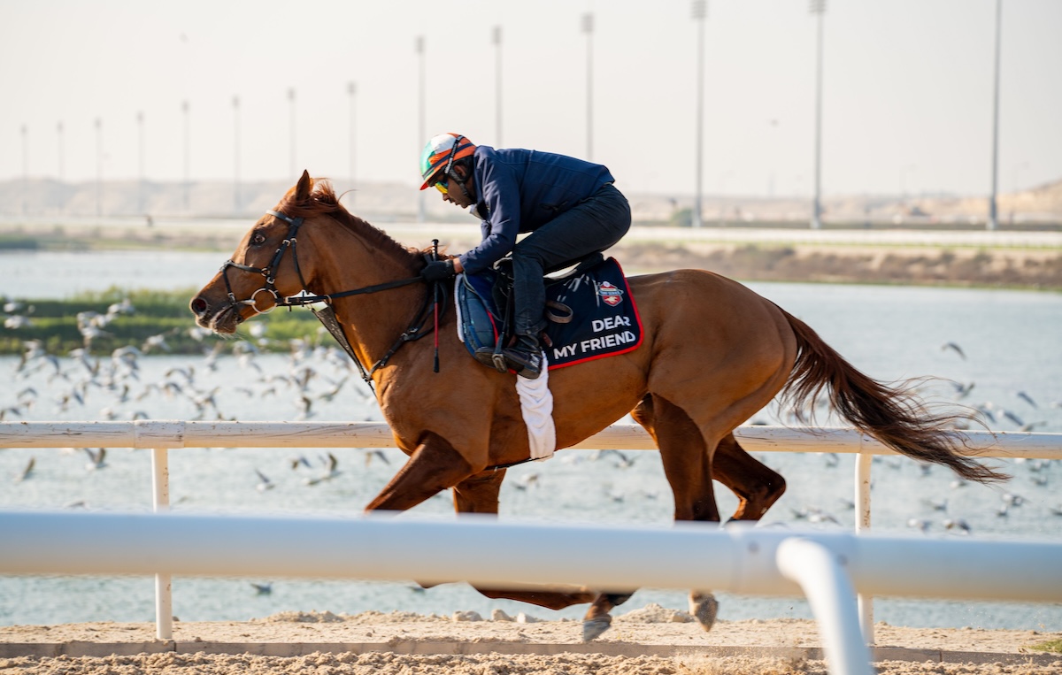 Morning exercise: Dear My Friend in Bahrain. Photo: Bahrain Turf Club