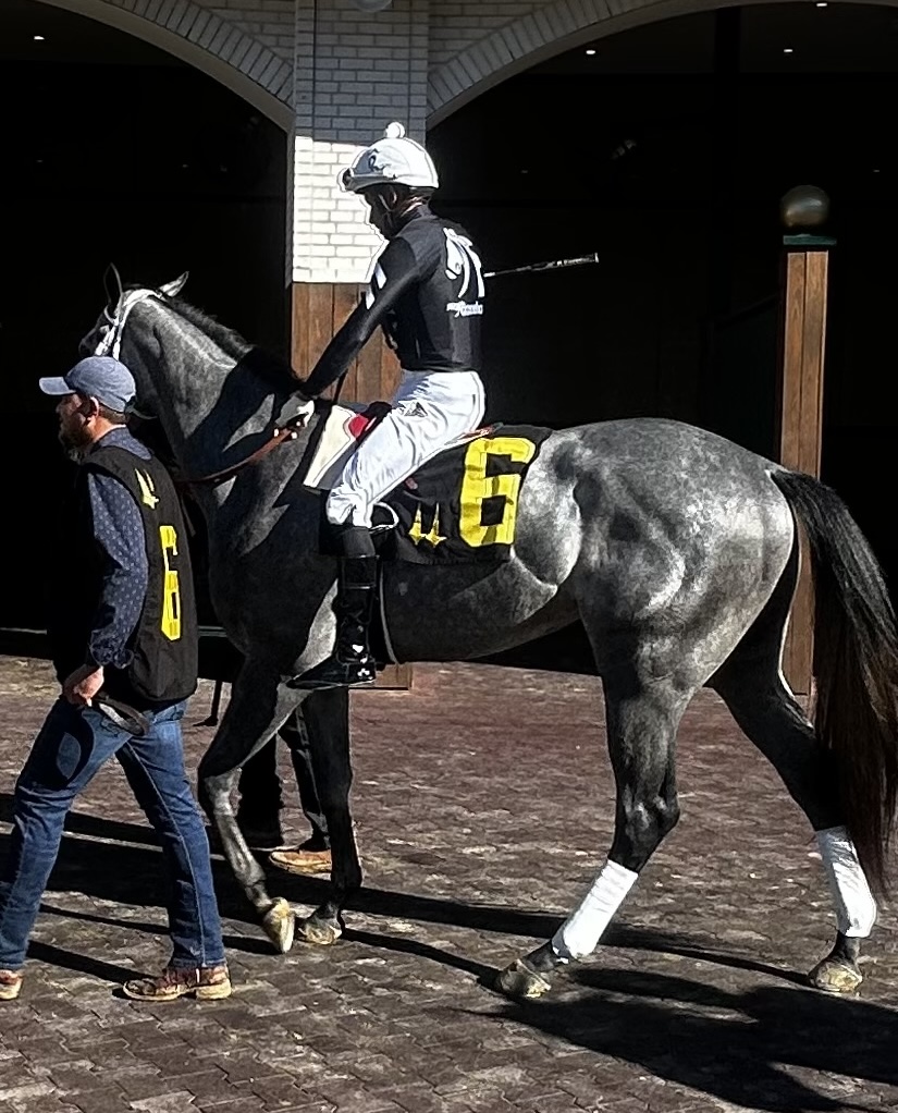 Off to the races: Caldera is dipping his toes into stakes company. Photo: Ken Snyder