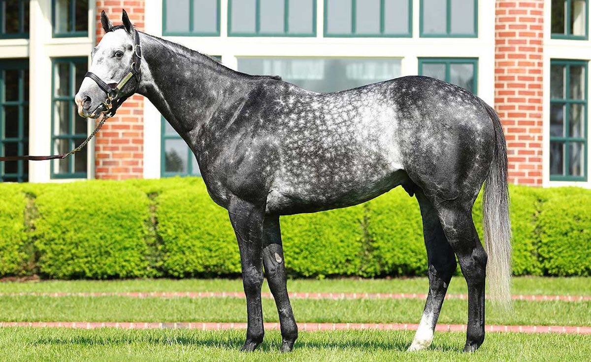 Liam’s Map: sire of Lukas-trained Preakness winner Seize The Grey – and Lukas-trained Caldera. Photo: Lane’s End