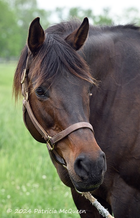 Faithful: Chosen Lady’s final foal is still a producer at Peter Blum’s farm. Photo: Patricia McQueen