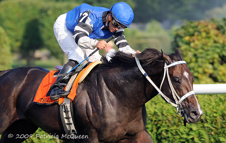 Telling: won consecutive editions of the Sword Dancer at Saratoga. Photo: Patricia McQueen