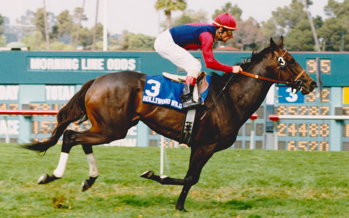 A comfortable win in the 1994 Gamely Handicap proved the four-year-old Hollywood Wildcat was still a terror on turf. (Photo by Hollywood Park/Stidham Photo, courtesy of Hollywood Park, provided by Edward Kip Hannan & Roberta Weiser)