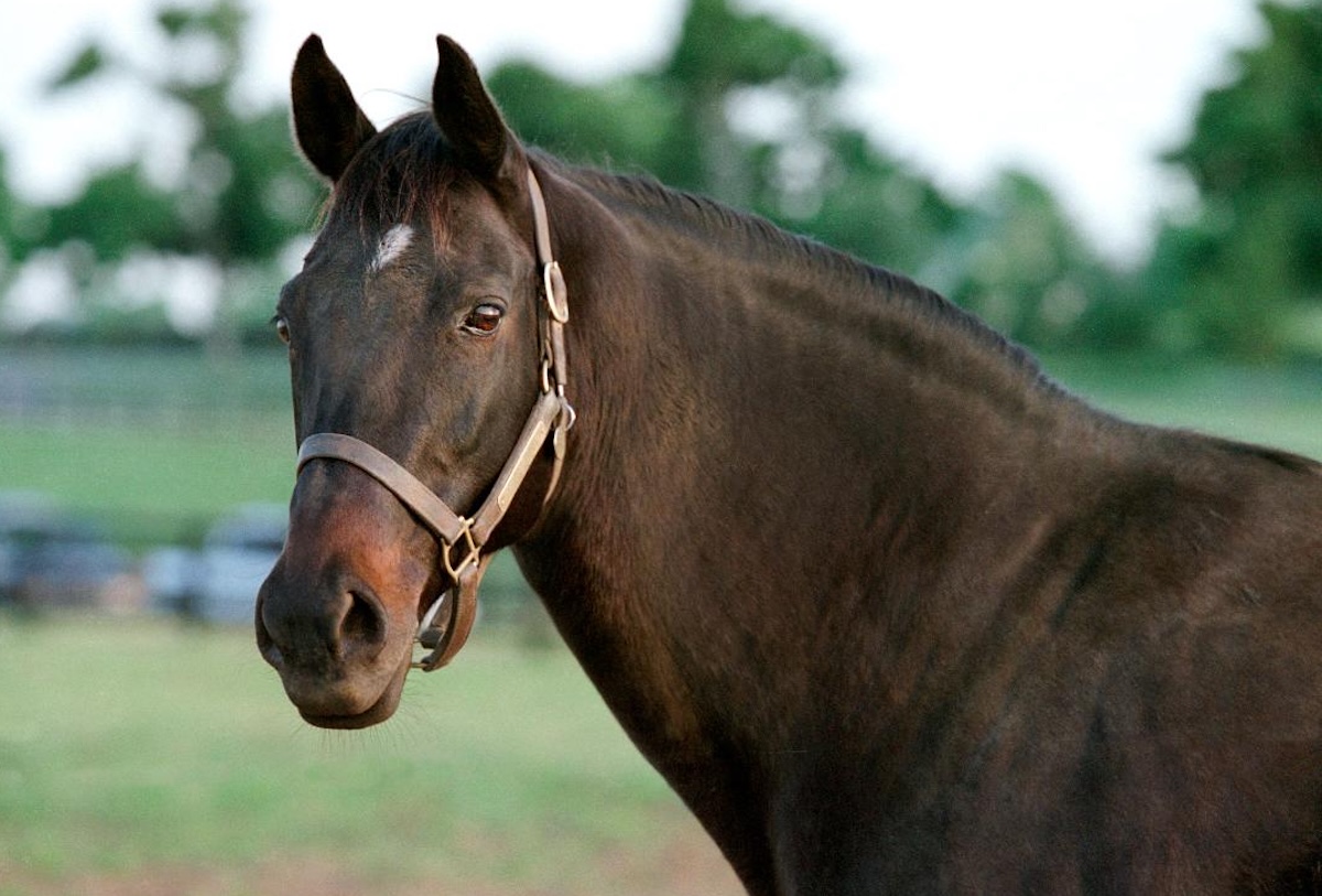 Hollywood Wildcat continued her story in retirement as a broodmare of great accomplishment. (Barbara Livingston photo)