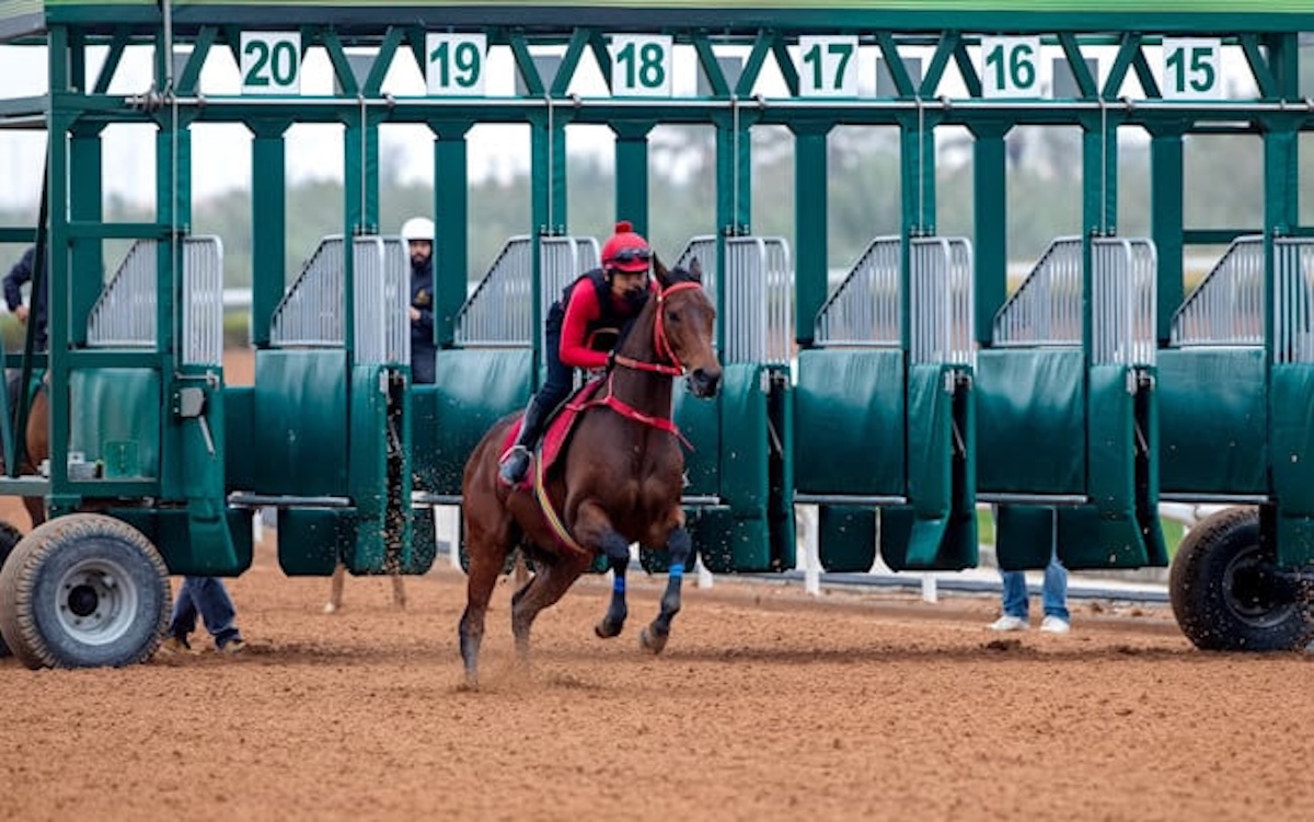 World #1 racehorse Romantic Warrior gets a taste of the dirt out of the gate in Riyadh. Photo: Jockey Club of Saudi Arabia / Ali Abdullah