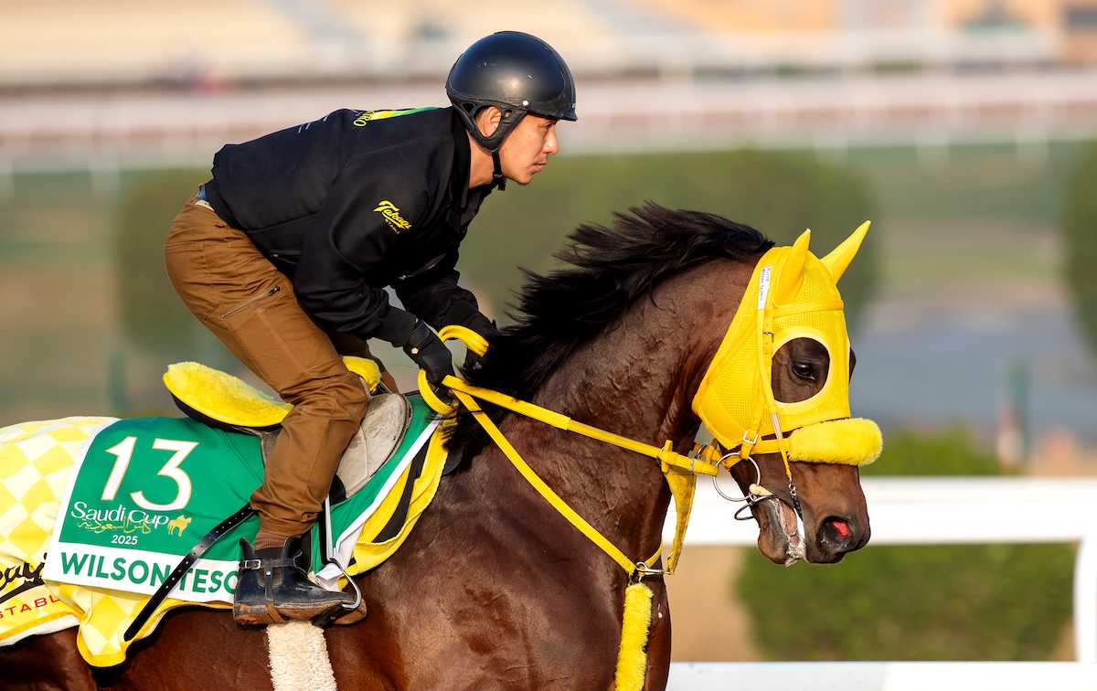 Wilson Tesoro, one of four Japanese-trained contenders for the Saudi Cup, resplendent in yellow blinkers in Riyadh. Photo: Jockey Club of Saudi Arabia / Ali AlZenaidi