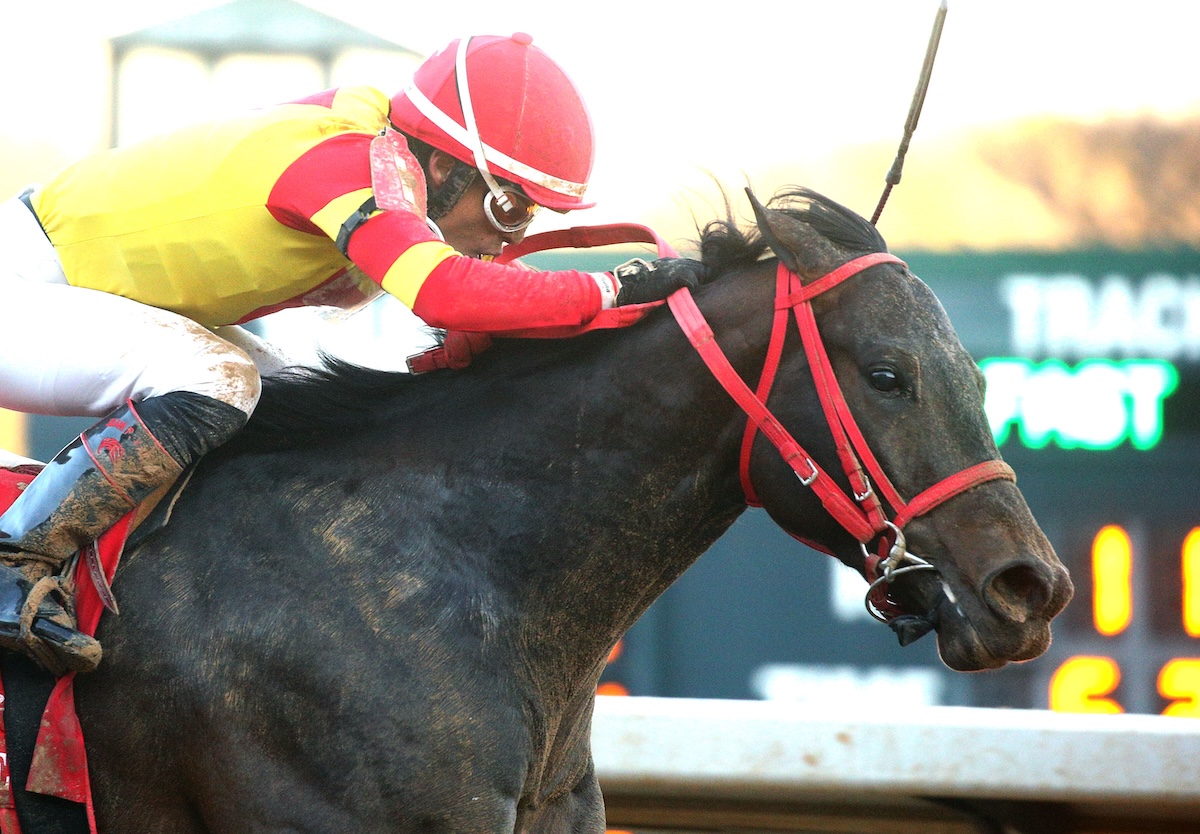 Coal Battle (Juan Vargas): feelgood factor. Photo: Coady / Oaklawn Park