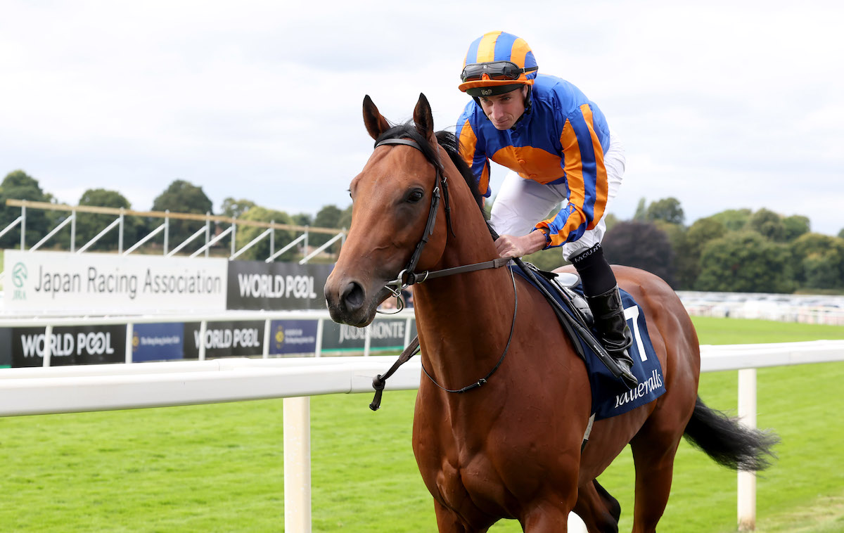 The Lion In Winter: Epsom Derby favourite. Photo: Dan Abraham / focusonracing.com