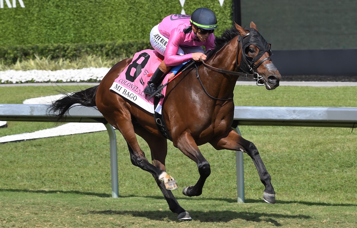 Newmarket beckons for Gulfstream winner Mi Bago. Photo: Lauren King / Gulfstream Park